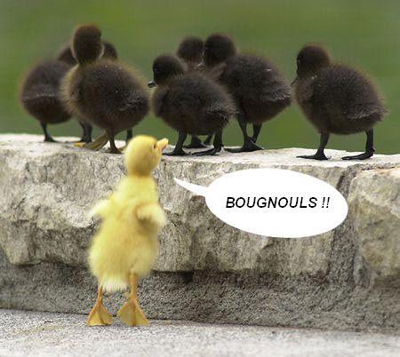 BOUGNOULS !!